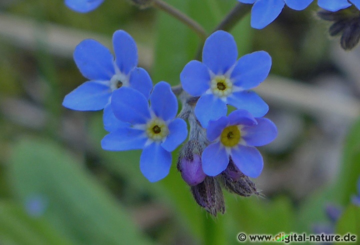 Myosotis sylvatica blüht von April bis Juni in lichten Wäldern