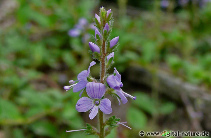 Veronica officinalis wächst in lichten Wäldern oder im Heide-Biotop