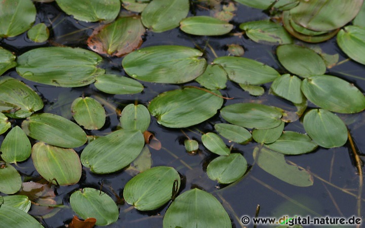 Potamogeton natans wächst in stehenden oder langsam fließenden Gewässern