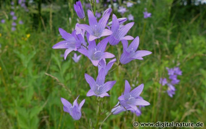 Campanula patula wächst auf nährstoffreichen Wiesen