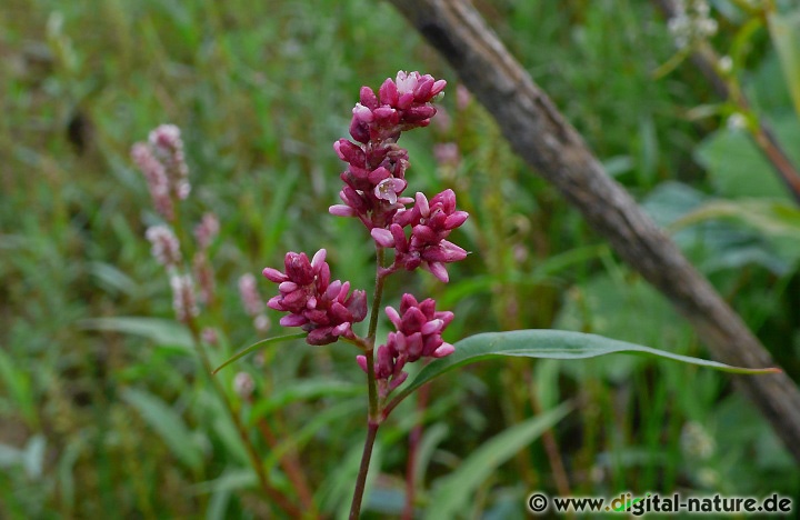 Persicaria maculosa wächst auf feuchten Wiesen oder im Uferbereich