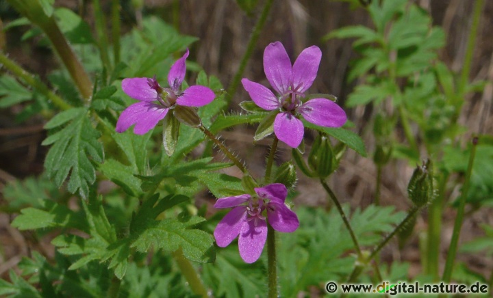 Erodium cicutarium findet man auf Trockenrasen oder im Dünen-Biotop