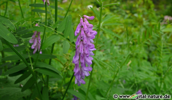 Die Vogel-Wicke (Vicia cracca) wächst im Gebüsch oder auf der Wiese