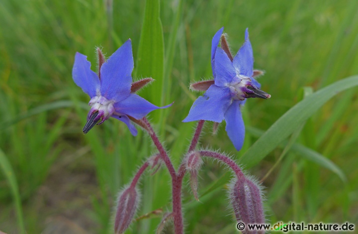 Borretsch als Zierpflanze oder Gartenflüchtling