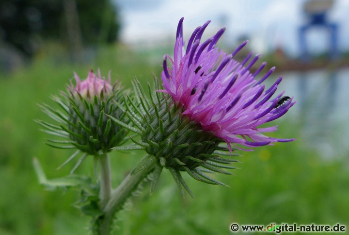 Die Krause Distel blüht von Juni bis September auf Ruderalflächen