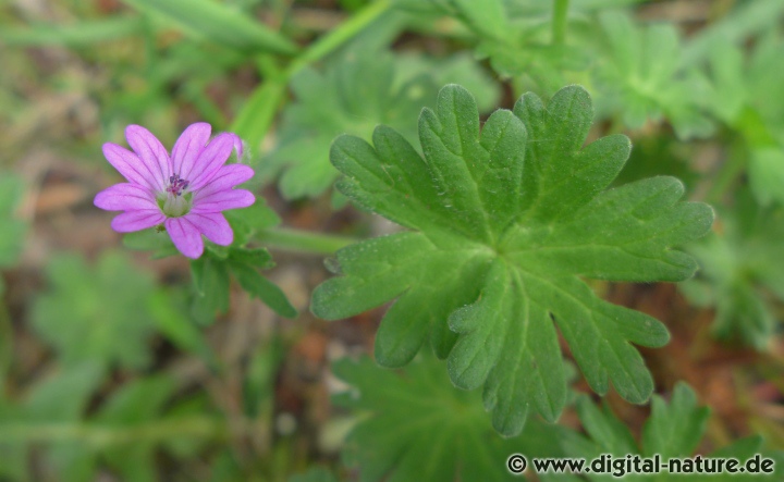 Geranium molle wächst im Siedlungsbereich oder auf Brachland