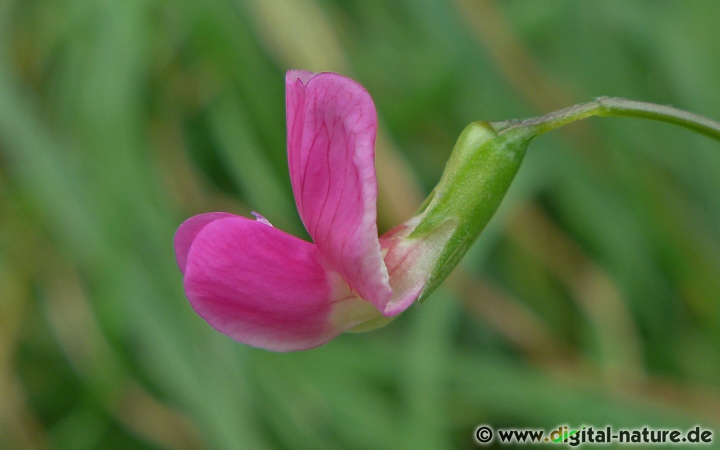 Lathyrus nissolia wächst an landwirtschaftlichen Nutzflächen