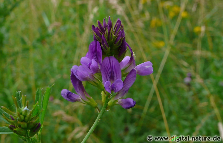 Medicago sativa ist eine alte Futterpflanze für Nutzvieh