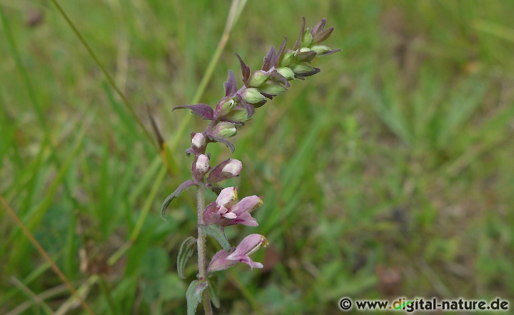 Odontites vulgaris blüht von Juli bis September auf Trockenrasen