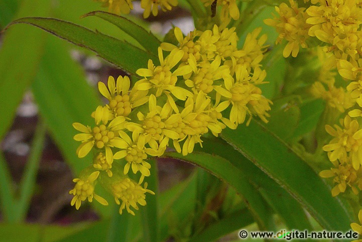 Solidago gigantea ist ursprünglich in Nordamerika beheimatet