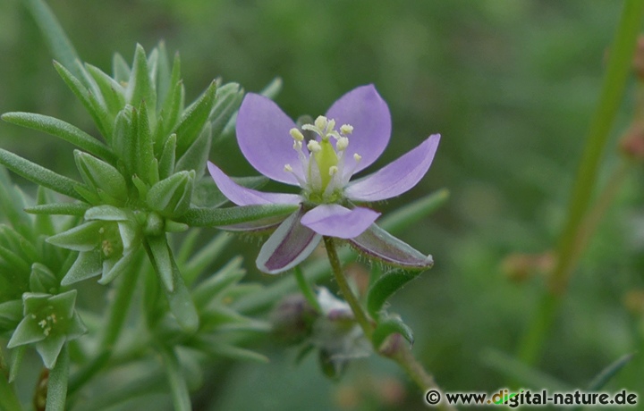 Spergularia rubra wächst im Uferbereich oder als Ackerunkraut