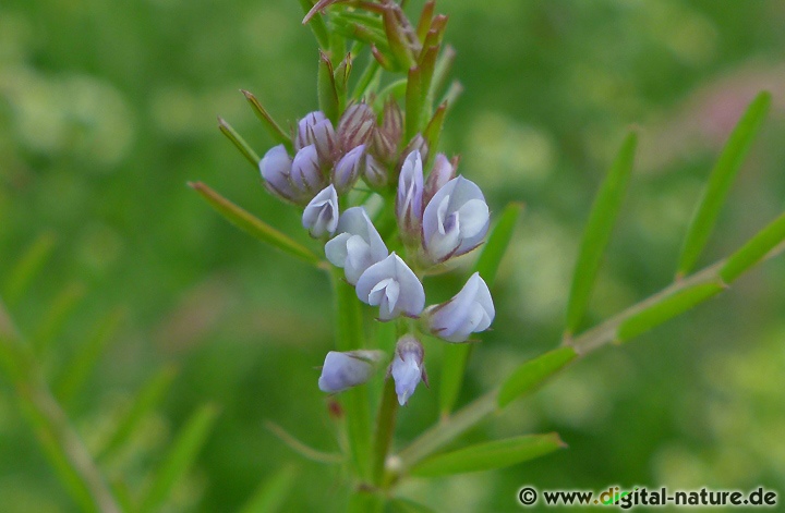 Vicia hirsuta blüht von Juni bis Juli auf Ruderalflächen