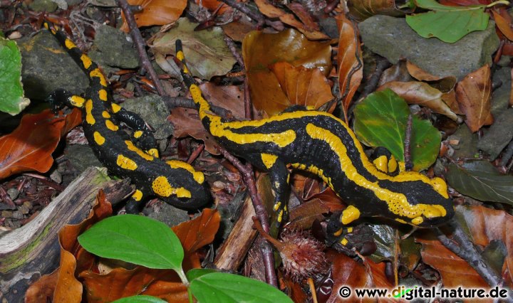 Der Feuersalamander ist überwiegend dämmerungs- und nachtaktiv