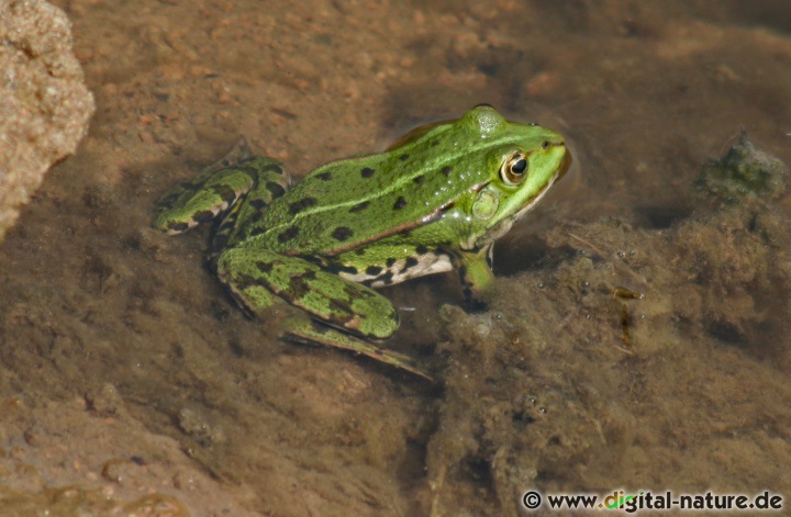 Für die Überwinterung suchen sich die Tiere ein Versteck im Schlamm