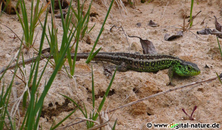 Die Zauneidechse findet man in Sandgruben oder im Heide-Biotop