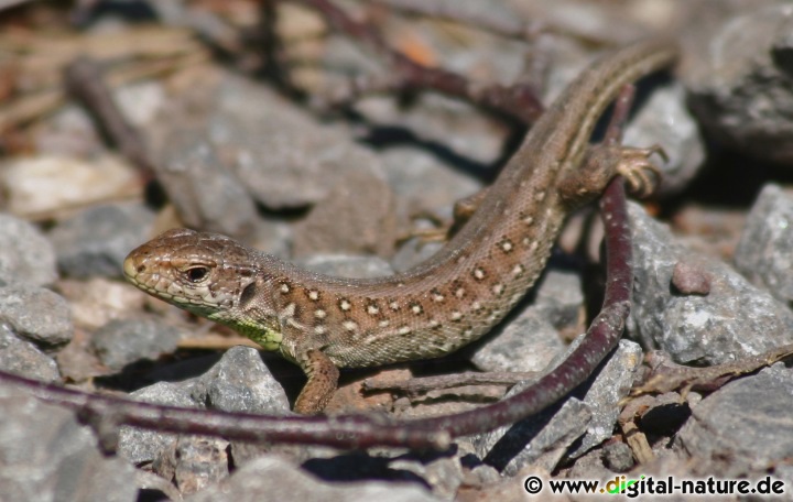 Die Weibchen der Zauneidechse können mit den Weibchen der Waldeidechse verwechselt werden