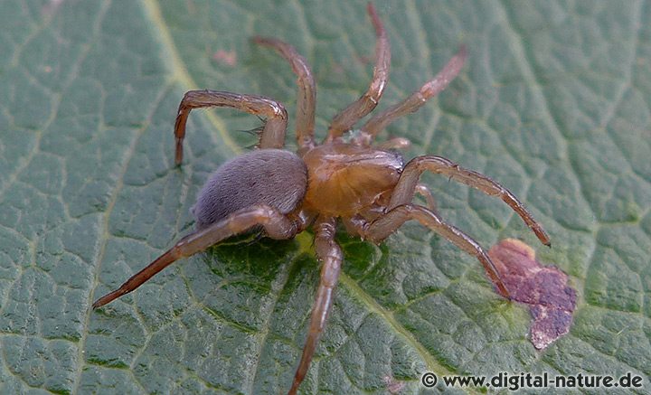 Wasserspinne Argyroneta aquatica