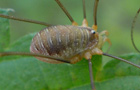 Opilio canestrinii