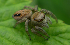 Gekrümmte Springspinne