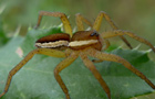 Gerandete Jagdspinne