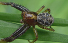 Xysticus lanio