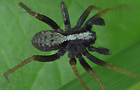 Pardosa lugubris