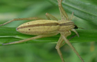 Tibellus cf. oblongus