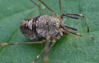 Dicranopalpus ramosus