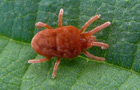 Trombidium