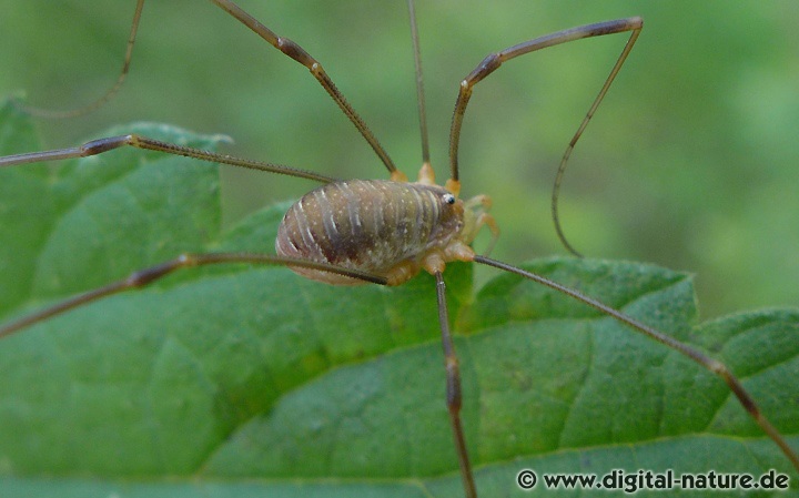 Opilio canestrinii findet man im Hecken-Biotop