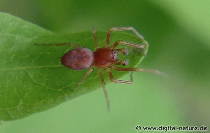 Die Gelbliche Lauerspinne erzeugt sehr feine und gekräuselte Spinnwolle