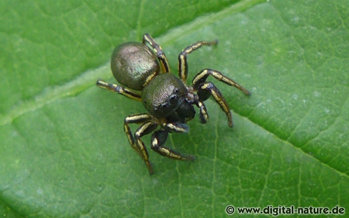 Die Männchen dieser Art können mit Heliophanus flavipes verwechselt werden