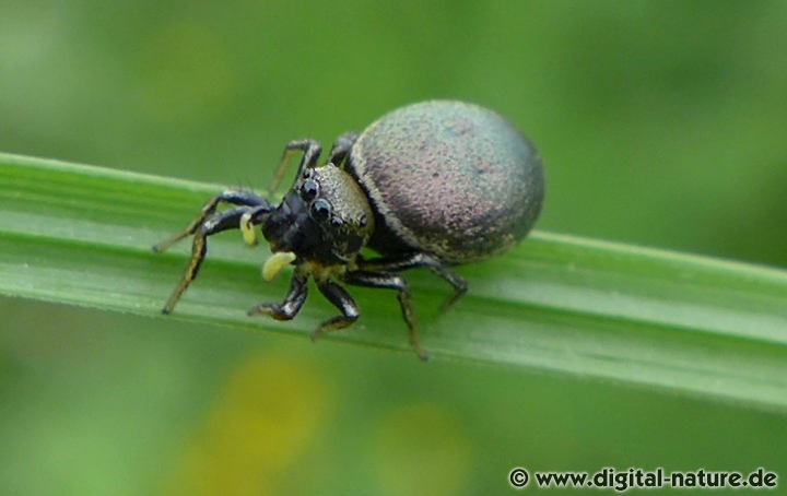 Heliophanus auratus findet man in der Ufervegetation