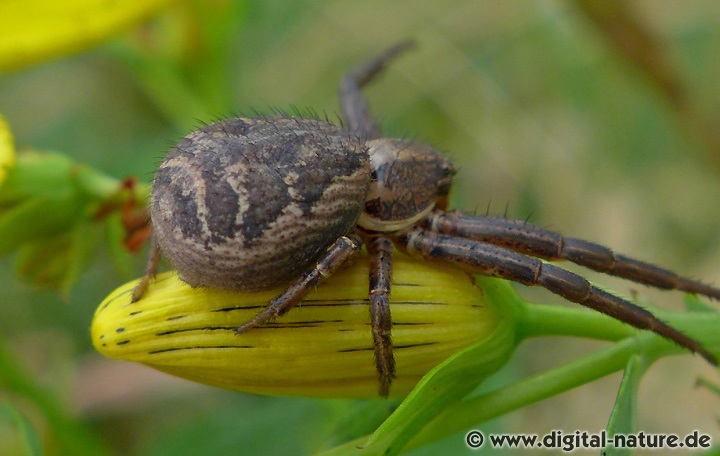 Xysticus kochi findet man auf Trockenrasen oder im Heide-Biotop