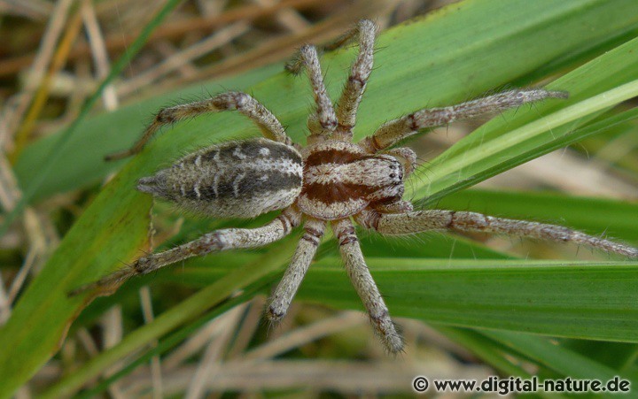 Agelena labyrinthica bevorzugt wärmebegünstigte Standorte