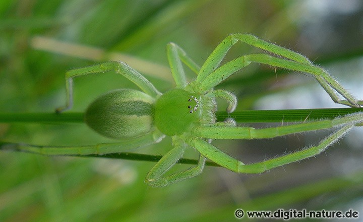 Grüne Huschspinne Micrommata virescens