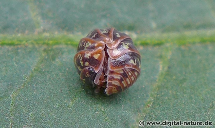 Armadillidium pulchellum Merkmale