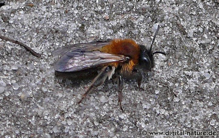 Andrena nitida Weibchen