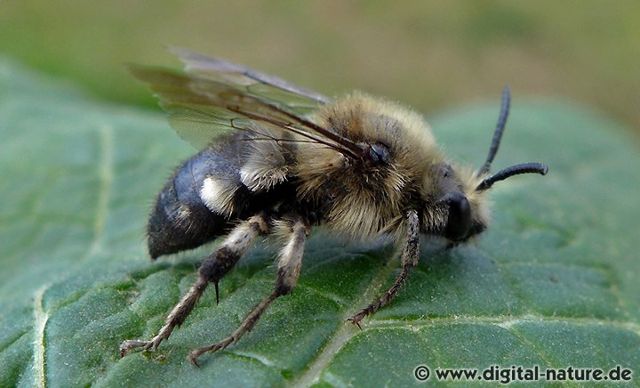 Gemeine Trauerbiene Melecta albifrons