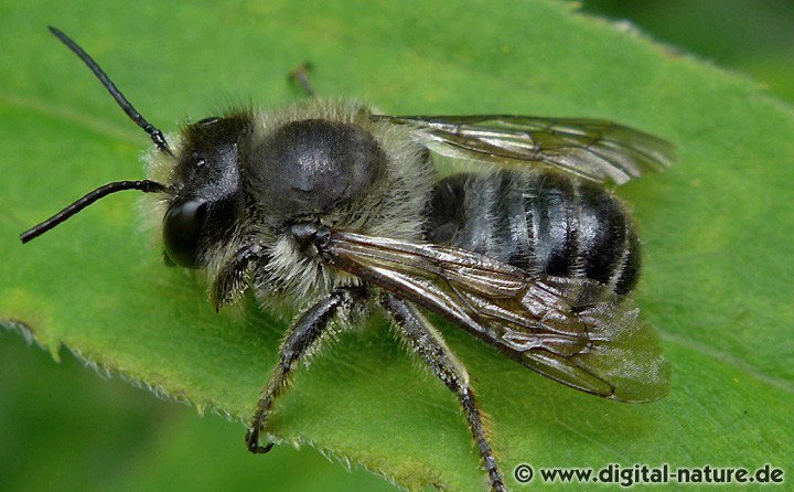 Blattschneiderbiene Megachile centuncularis