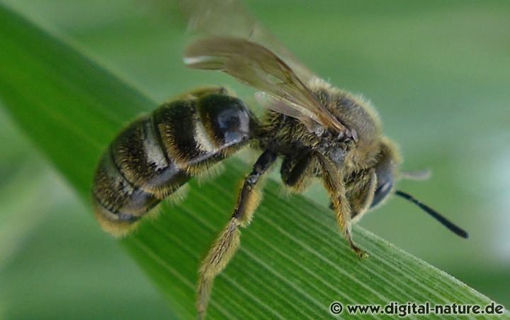 Breitkopf-Schmalbiene Lasioglossum laticeps