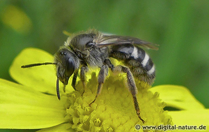 Lasioglossum leucozonium Männchen