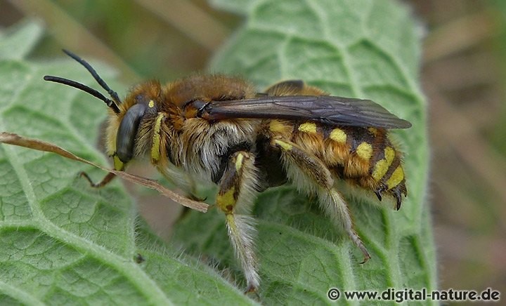 Große Wollbiene Anthidium manicatum