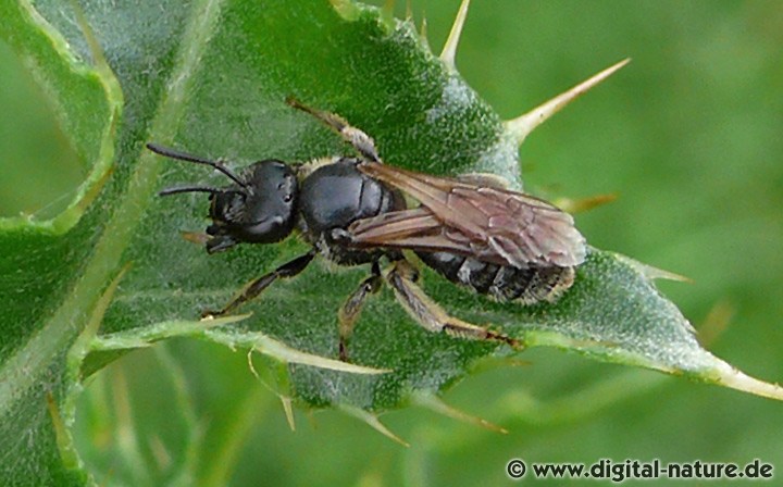 Vierfleckige Schmalbiene Lasioglossum quadrinotatum