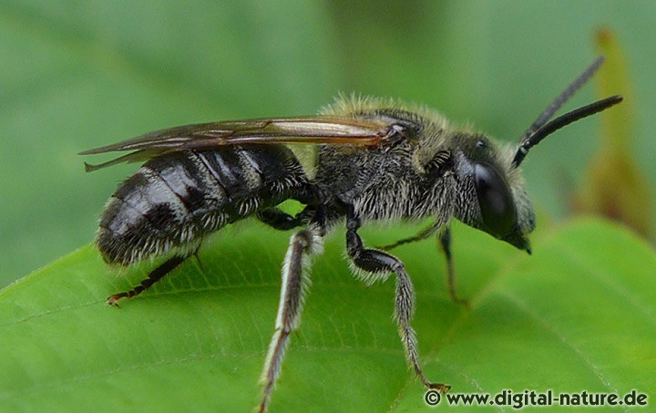 Schmalbiene Lasioglossum zonulum Männchen