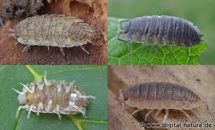 Kellerassel Porcellio scaber