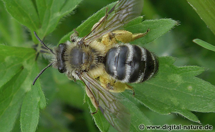 Andrena gravida Weibchen