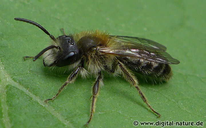 Weiße Bindensandbiene oder Schwere Sandbiene Männchen