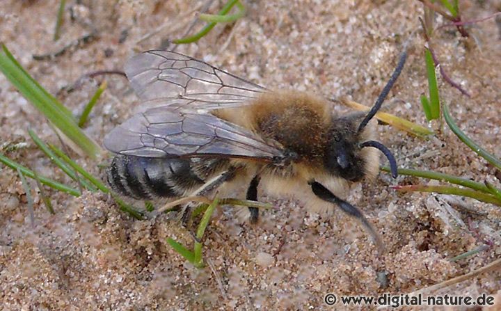 Frühlings-Seidenbiene Colletes cunicularius