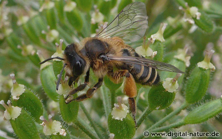 Gewöhnliche Bindensandbiene: Flugzeit und Lebensräume